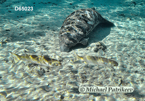 West Indian Manatee (Trichechus manatus)